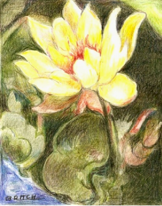 Pond Lily by Barbara Ritch