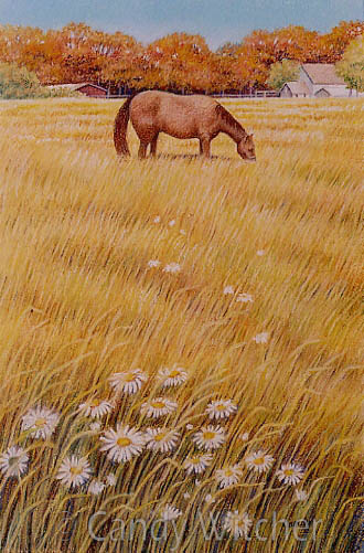 Grazing in a Hollis Pasture