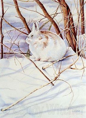 Snow Hare by Candy Witcher