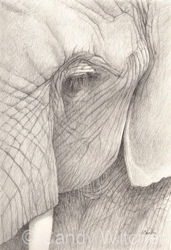 Elephant Eye II by Candy Witcher