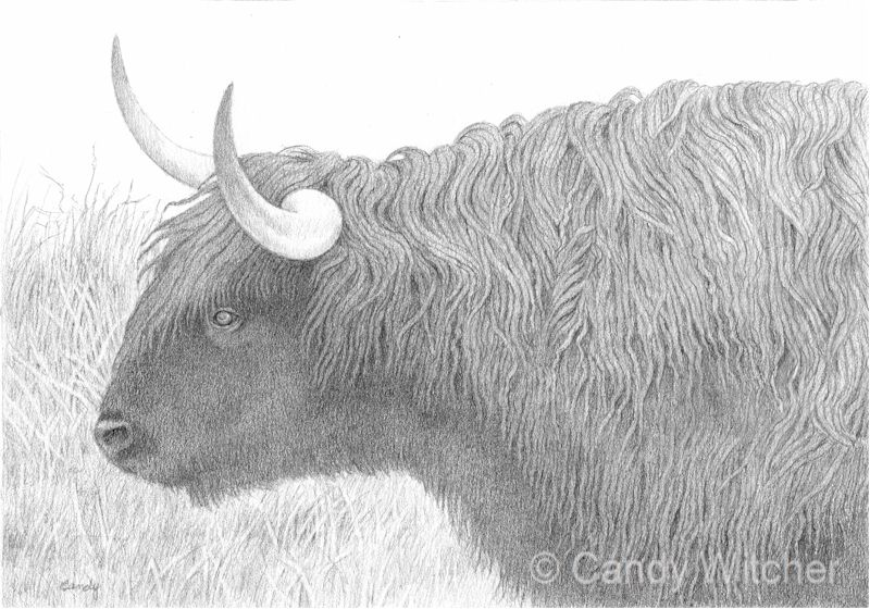 Highland Cow III by Candy Witcher