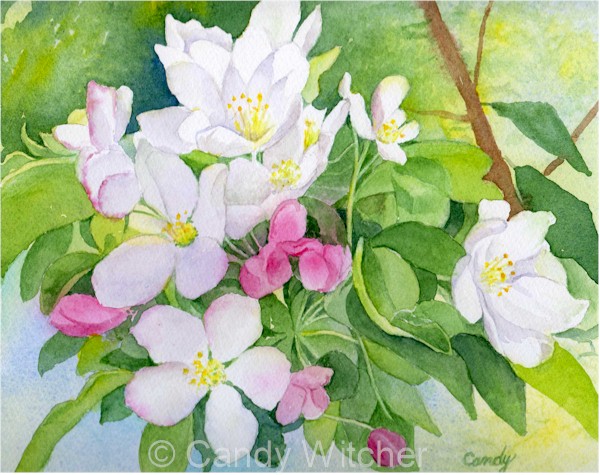 Apple Blossoms by Candy Witcher