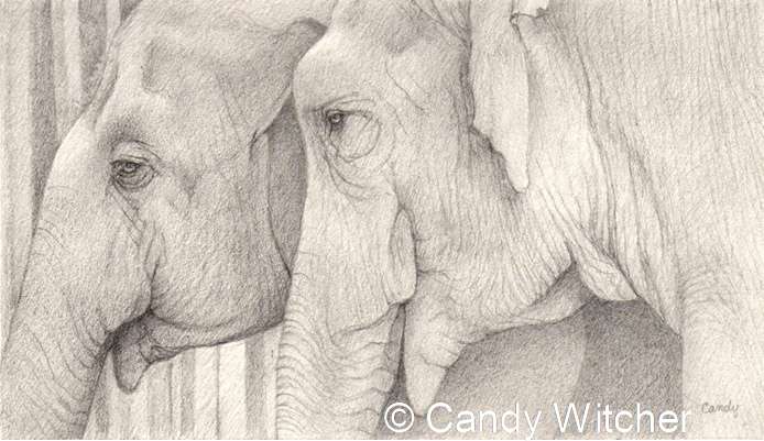 Elephant IV by Candy Witcher